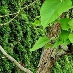 Catalpa ovata Habitus