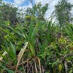 Dianella ensifolia Staniste