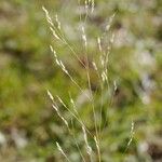 Agrostis canina Хабит