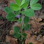 Vicia johannis Blatt