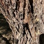 Prosopis velutina 樹皮