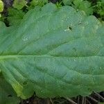 Horminum pyrenaicum Leaf