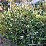 Echium callithyrsum Habit