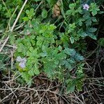 Geranium versicolor Pokrój