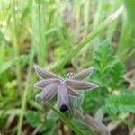 Nonea vesicaria 花