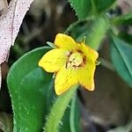 Lysimachia quadrifolia Цветок