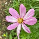 Cosmos bipinnatus Fleur