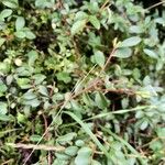 Paxistima myrsinites Levél