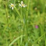 Aster rugulosus Flower