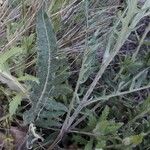 Rhaponticum coniferum Leaf