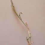 Tragus berteronianus Floare