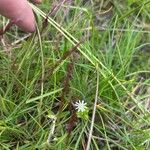 Stellaria crassifolia Flor