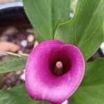 Zantedeschia rehmanniiFlower