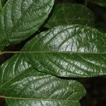 Guettarda foliacea Leaf