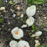 Crocus flavus 花