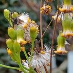 Senecio crassissimus Vaisius