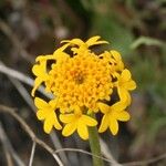 Chaenactis glabriuscula Flower