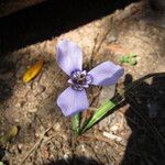 Herbertia lahueFlor