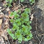 Urtica urens Leaf