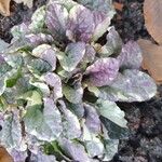 Ajuga reptansYaprak