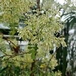 Pachycormus discolor Flower