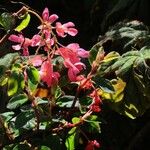 Begonia fuchsioides Kukka