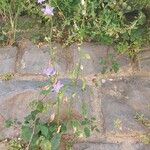 Campanula pyramidalisÇiçek