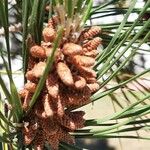 Pinus pinea Virág
