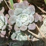 Sedum lanceolatum Leaf