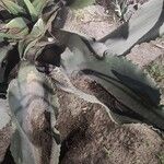 Agave salmiana Blatt