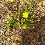 Crepis foetida Агульны выгляд