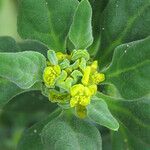 Tetragonia tetragonoides Flower