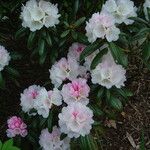Rhododendron yakushimanum Bloem