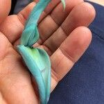 Strongylodon macrobotrys Flor