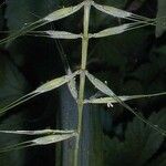 Elymus elymoides Hábito