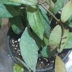 Hoya spp. Leht