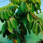 Mangifera indica 葉