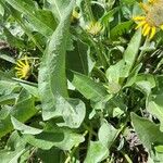 Wyethia sagittata Leht