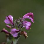 Pedicularis mixta Flower