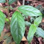 Aporosa frutescens Leaf