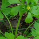 Ranunculus recurvatus Bark