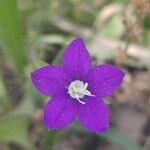 Legousia speculum-veneris फूल