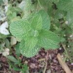 Mentha × rotundifolia Feuille