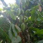 Theobroma cacao 果實