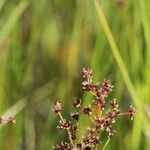 Juncus acutiflorus Çiçek