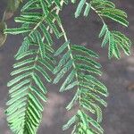 Albizia harveyi Leaf