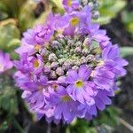 Primula denticulata Flower