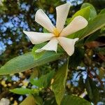 Gardenia gummifera Flower