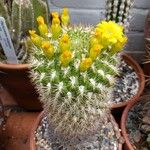 Gymnocalycium pflanzii Buveinė