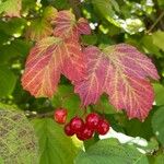 Viburnum opulus Plod